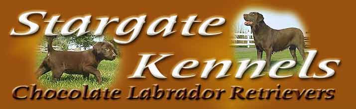 All Chocolate Labrador Retrievers, Breeding and Sales, Stargate Kennels